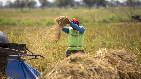 Bulog Kejar Serap Beras Petani 1,4 Juta Ton