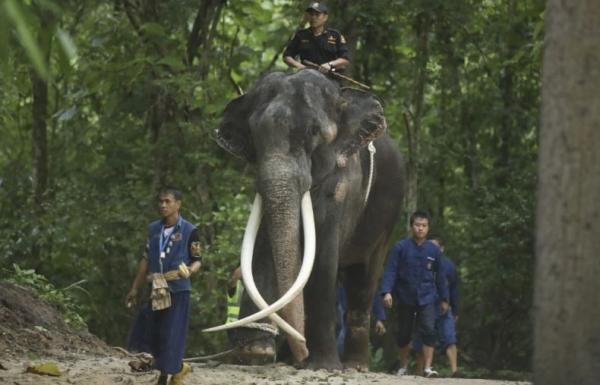 Gajah Stres Saat Dimandikan, Serang Turis hingga Tewas